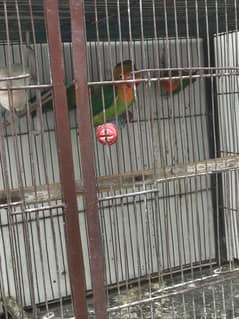 breeding pair