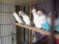 cage + birds for sale
