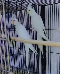 Eno Cocktail Breeder Pair