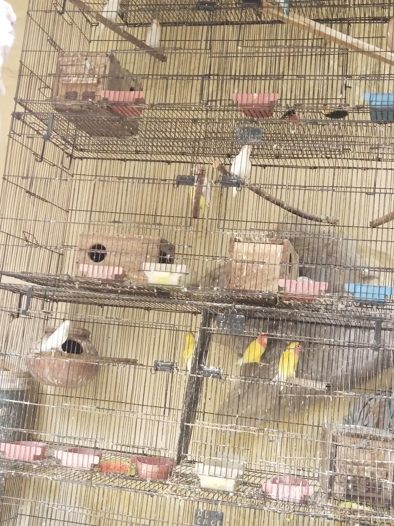 Khubsoort love birds Har qisam ki 100%granty h — photo 6