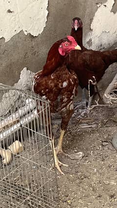 Beautiful sindhi aseel hen (murga) for sale
