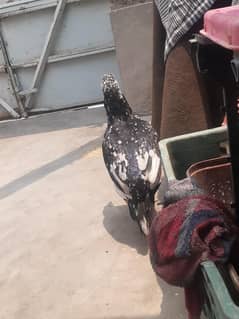 aseel Mia wali Cross murgi