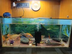 Fish