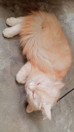 Cat For Sale Demand 15,000