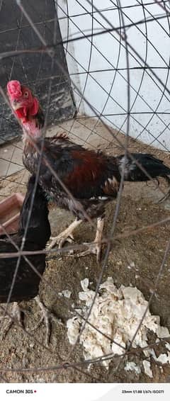 Aseel pair for sale