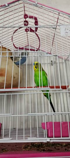 Australian parrots