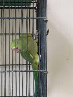 Talking Parrot For Sale