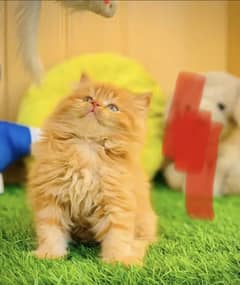 triple coated pure breed kittens cash on delivery