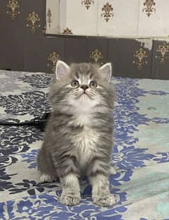 triple coated pure breed kittens cash on delivery