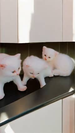 3 cute persian kittens with mother for sale- healthy and playful