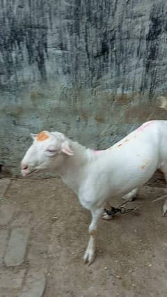 Teeda