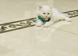 Persian triple coat kitten