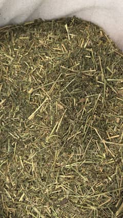 Fresh losan for sale 1000 maan