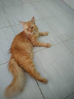 Persian Cat For Sale