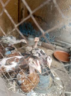 Hens murgha Murgi & Chick's