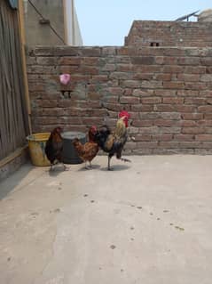 2 murghiyan or 1 Murgah Full active or Healthy