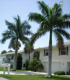 areca palm royal palm tree decorative plant palm