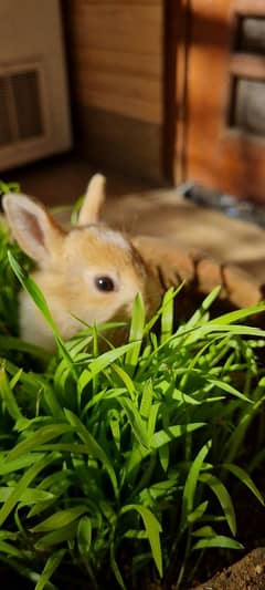 Rabbit