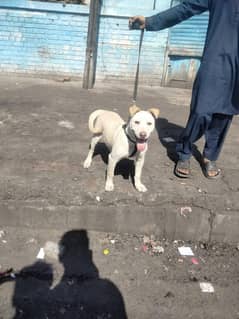 pitbull cross age 9 months