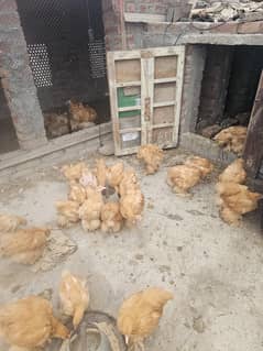 Golden Buff Chixks