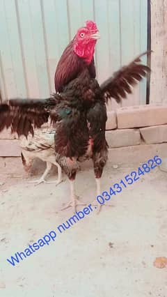 aseel mianwali murga