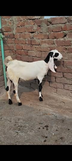 Pure Desi Rajanpuri Path