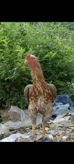 Hens murgha Murgi & Chick's