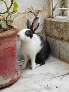 Male and female rabbits for sale