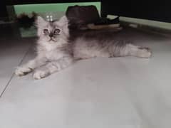 persian