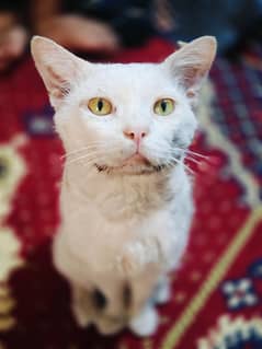 Persian double cot male cat