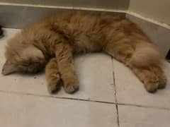 Ginger female cat