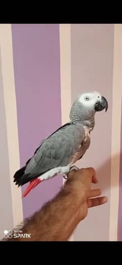 African Grey Parrot /raw parrot