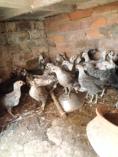 fayoumi
