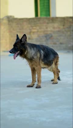 German