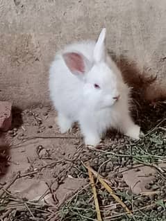 angora rabbits for sale