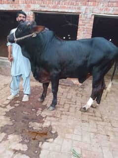 bull