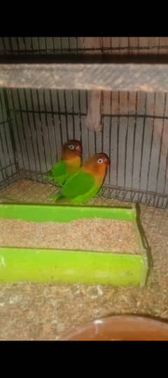 green fisher & love bird