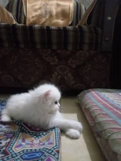 2 pair of Triple coat kittens!
