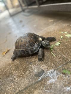 Russian tortoise for sale