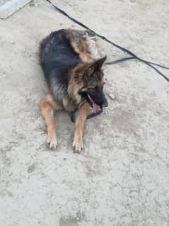 German