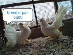 fancy pigeon | kabutar| Jacobin|  frillback saddle | amarican fantail|