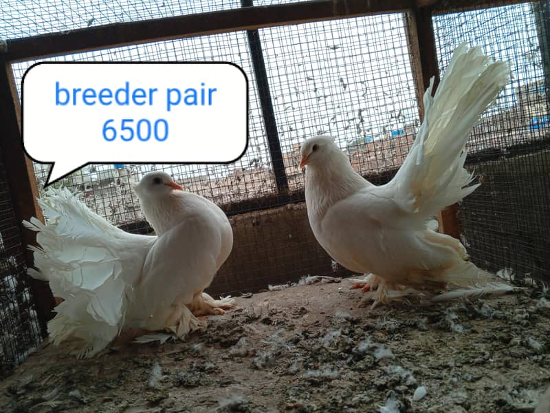 fancy pigeon | kabutar| Jacobin|  frillback saddle | amarican fantail| 7