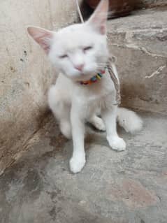 male cat ha dono