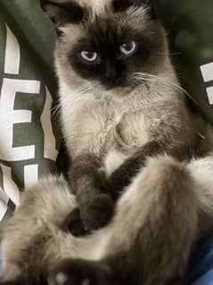 Hamalian cat