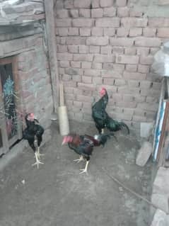 SINDHI ASEEL 3 HA TOTAL