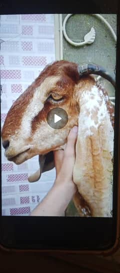 makhi cheena bkri for sale