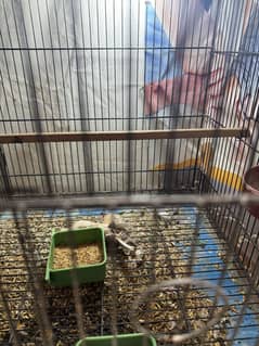 fawn jawa for sale