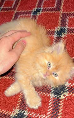 Persian kitten