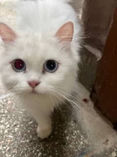 Persian cat