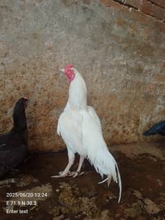 aseel